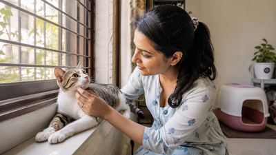 Indian pet parent checking on her cat at home near a clean litter box