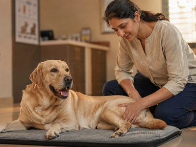Other Joint Disorders in Dogs: When It Is Not Just Arthritis