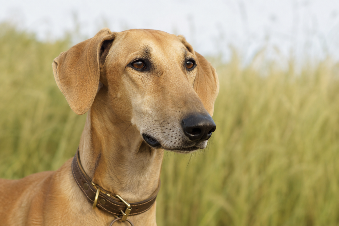Indian sighthound breed standing alertly in a field of tall grass, illustrating outdoor exposure risks.