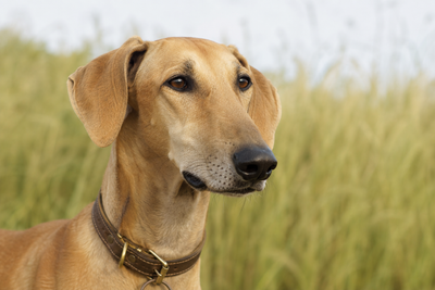 Indian sighthound breed standing alertly in a field of tall grass, illustrating outdoor exposure risks.