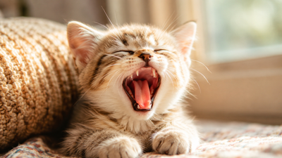 Kitten yawning and showing its baby teeth, representing cat tooth development from kitten to adult teeth
