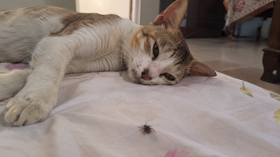 Lethargic cat lying down — potential symptoms of babesiosis, a tick-borne blood disease in cats