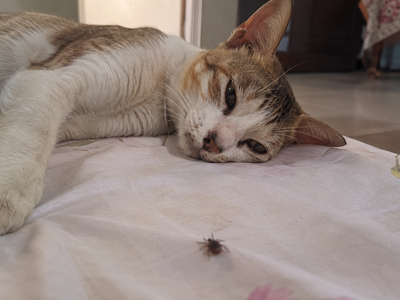 Babesiosis in Cats: The Tick-Borne Blood Disease Indian Cat Owners Must Know