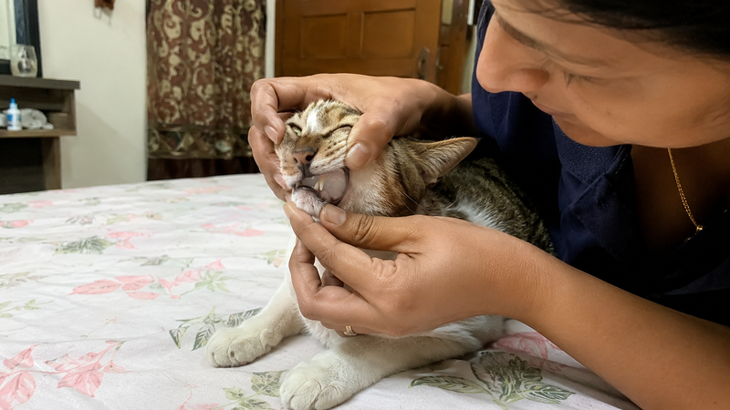 Owner checking pale gums in a cat — pale or white gums are an emergency sign of anaemia and IMHA in cats 