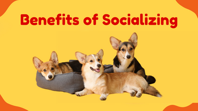 Benefits of Socializing|Pet socialization|Pet socialization|Frequently Asked Questions about Pet Socialization|Benefits of Socializing