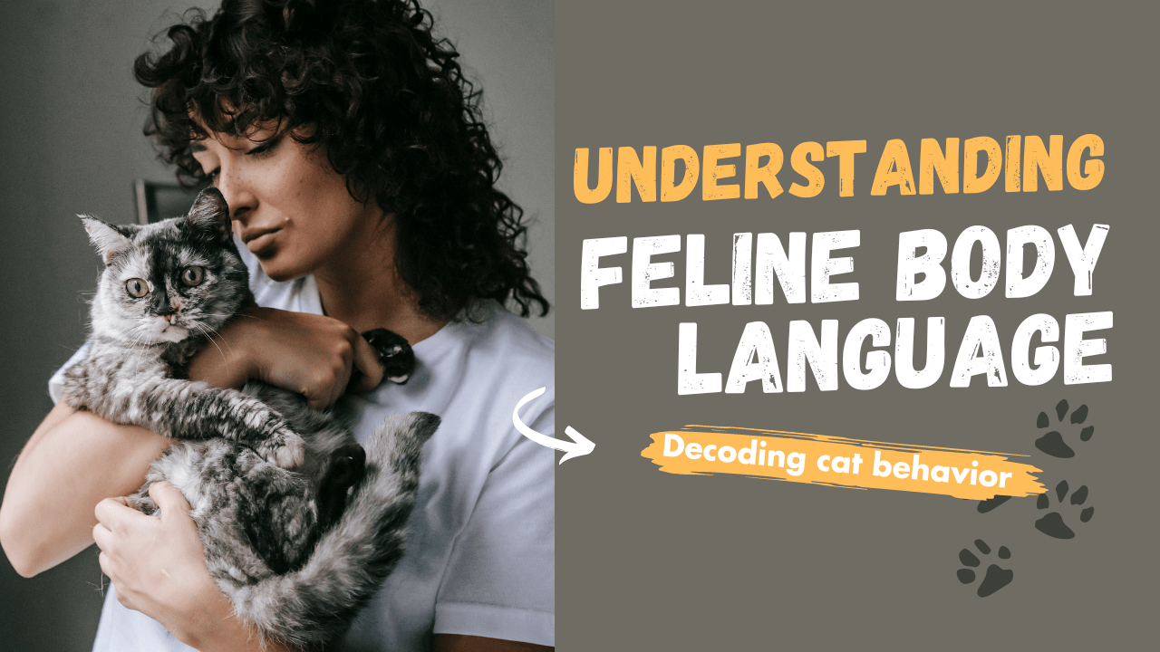 Feline Body Language Training photo