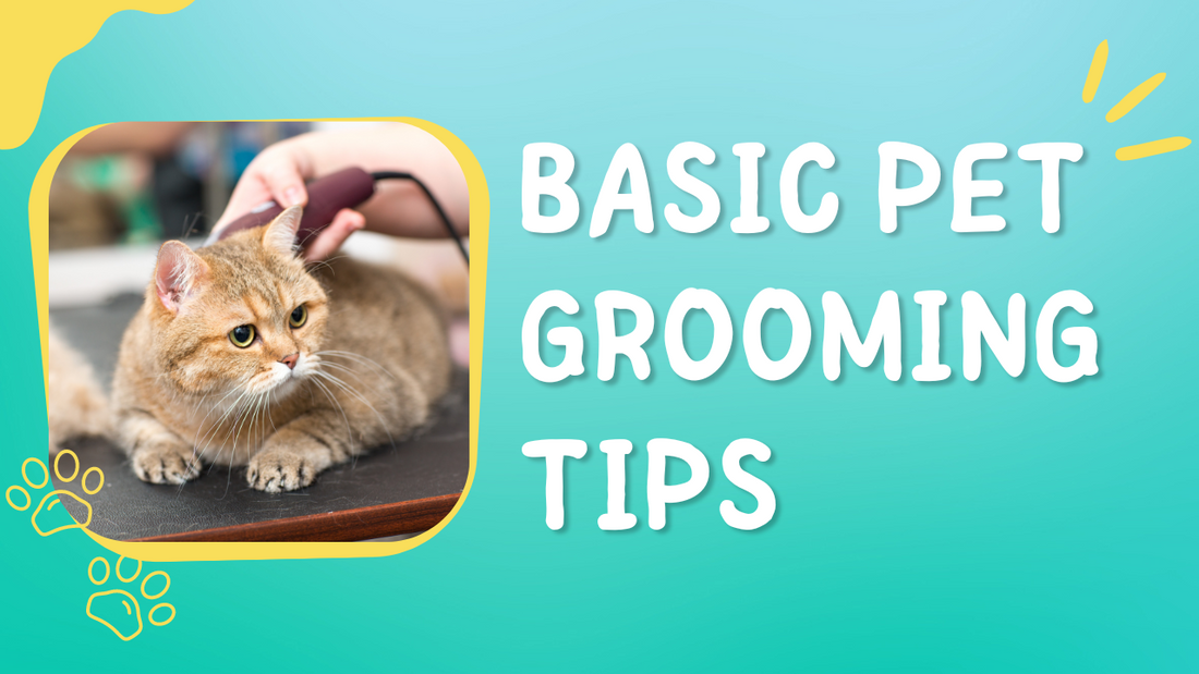 Pet Grooming Guide|The image shows a well-groomed dog with a shiny coat and bright eyes, representing the benefits of proper pet grooming.