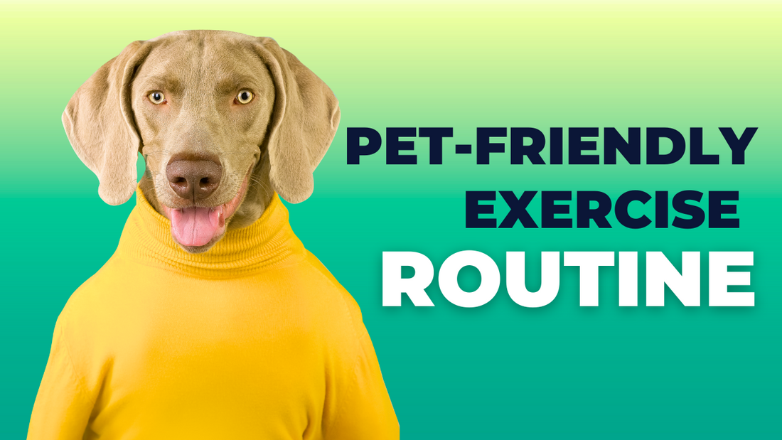 June's Fetch Routine AnimealPet-Friendly Exercise Routine to Keep Pet Active