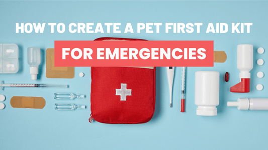 How to Create a Pet First Aid Kit|Additional Considerations for Your Pet First Aid Kit