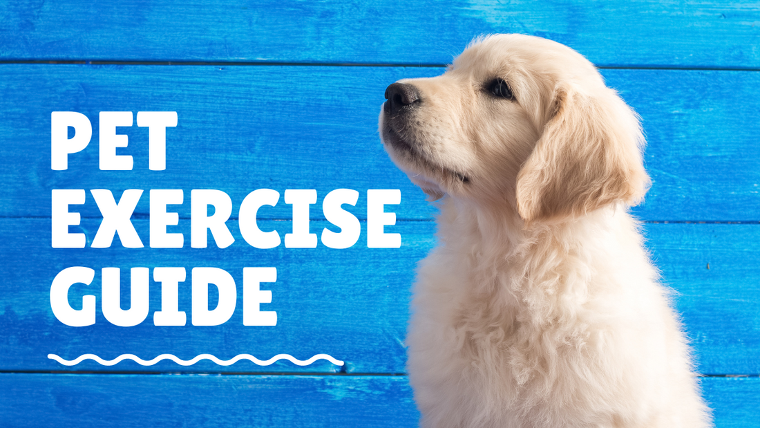 Pets Getting Exercise AnimealPet Exercise Guide | The Benefits of Regular Exercise