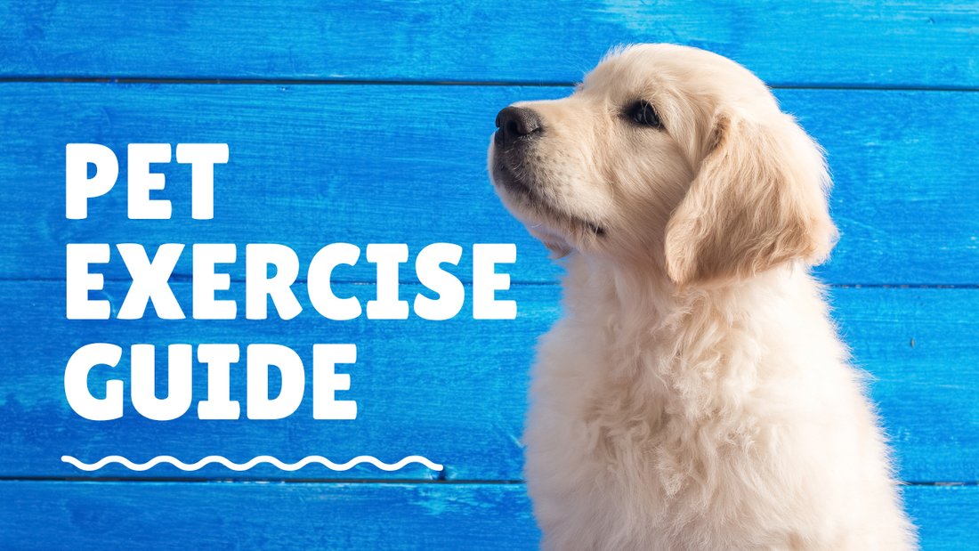 Pet Exercise Guide|Pet Exercise Guide