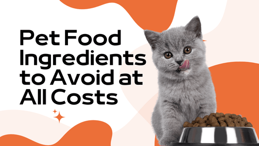 Pet Food Ingredients to Avoid at All Costs|Hydration in Pet Nutrition|grain-free diets