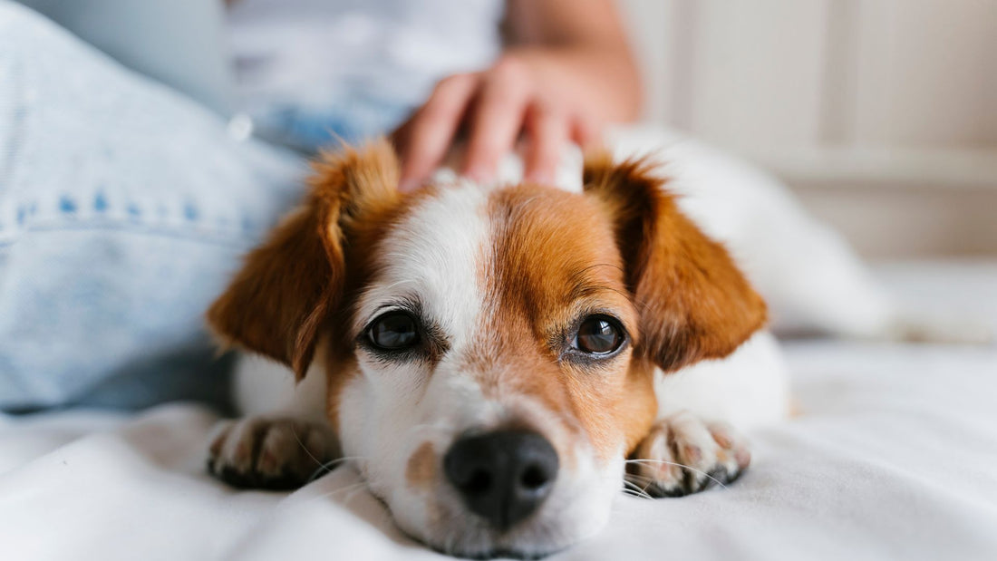 Pet Infections|Regular Veterinary Check-ups for Pet Infections