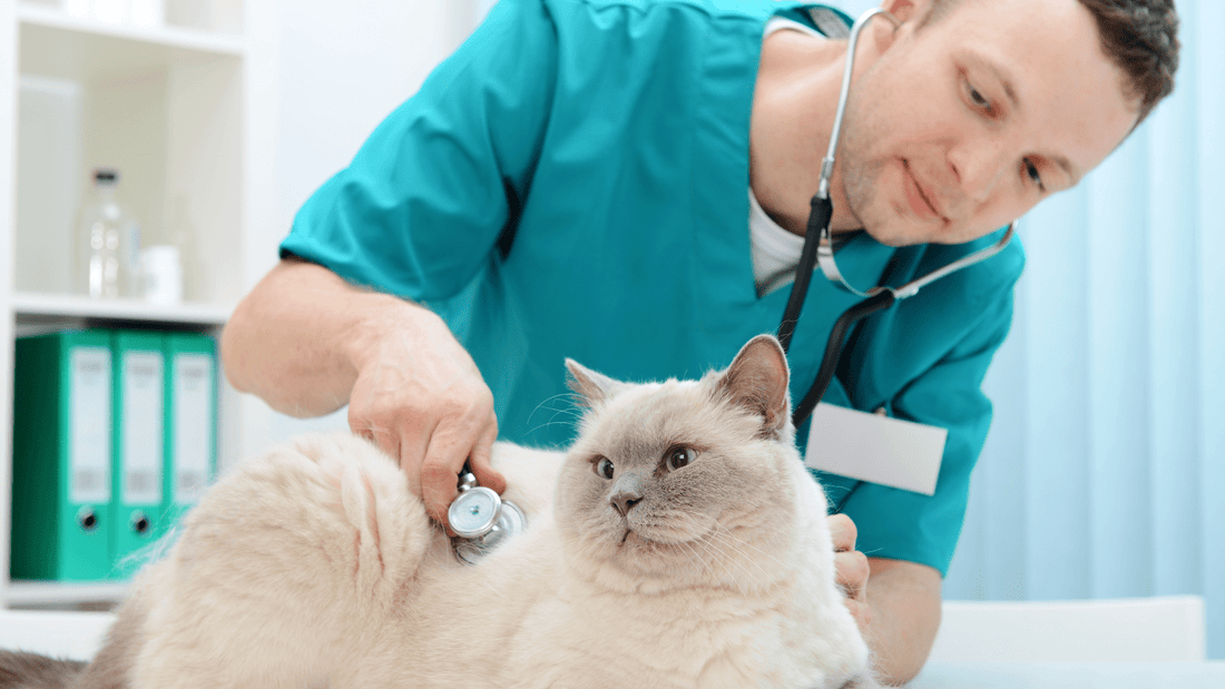 Veterinarian examining a Cat|