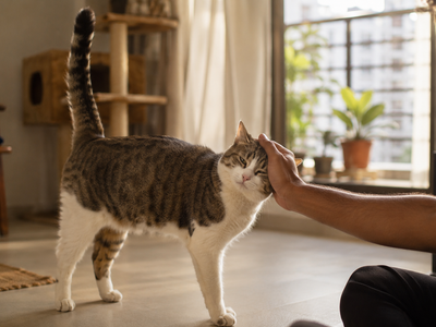 Normal Cat Social Behaviour: What Is Natural and What Means Trouble