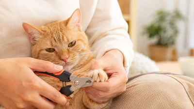Pet parent trimming a cat's nails at home, illustrating routine prevention of ingrown and broken nails