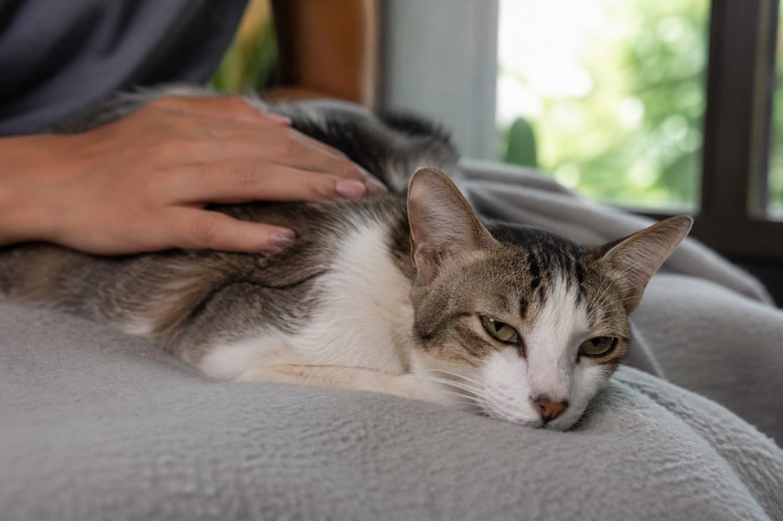Quiet, resting domestic cat illustrating the vague early signs of triaditis in cats.