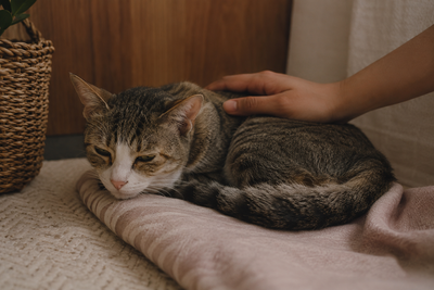 Quiet, withdrawn domestic cat resting indoors, illustrating the subtle signs of pancreatitis in cats.