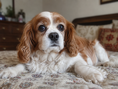 Acquired Heart Diseases in Dogs: What Develops Over a Dog's Lifetime