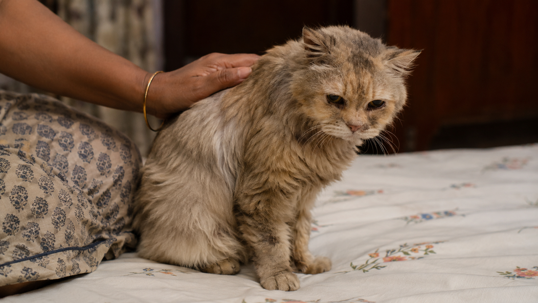 Senior Indian cat with signs of illness — weight loss and lethargy are early warning signs of feline lymphoma
