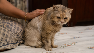 Senior Indian cat with signs of illness — weight loss and lethargy are early warning signs of feline lymphoma