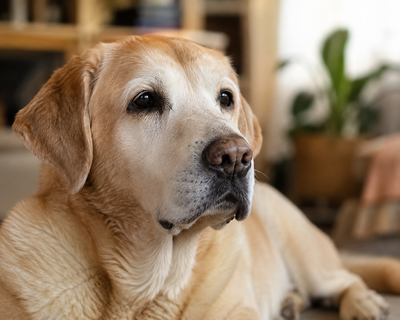 Senior Labrador Retriever resting calmly, representing the age group most affected by eye tumours