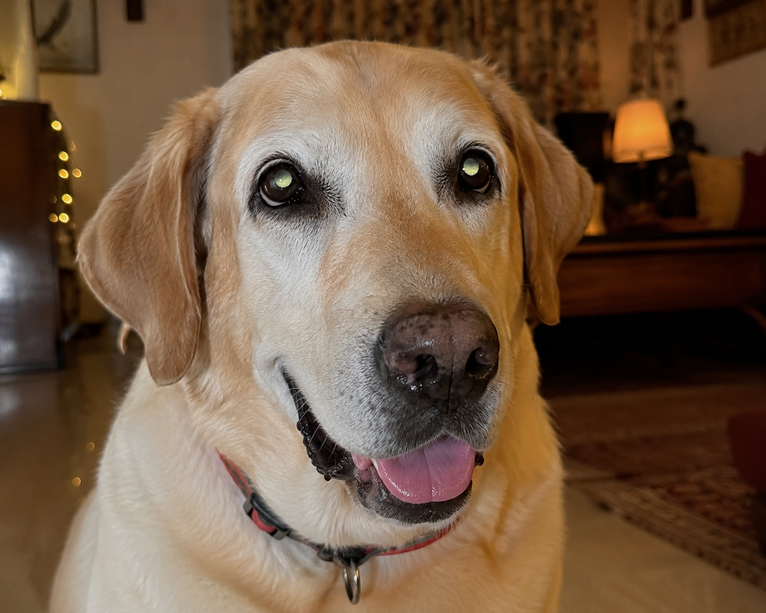 Senior Labrador Retriever's face in dim evening light, illustrating a dog's changing night vision.