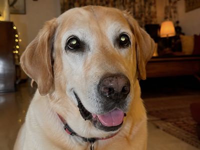 Retina and Back-of-Eye Disorders in Dogs: Causes, Signs, and Treatment