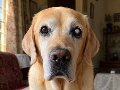 Cataracts in Dogs: Causes, Signs, Surgery, and Cost in India
