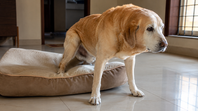 Senior Labrador rising slowly from a dog bed — a classic early sign of arthritis and osteoarthritis in dogs