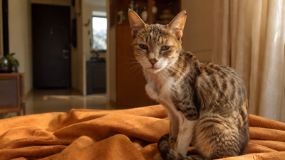 Senior domestic cat showing gradual weight loss — a key early sign of small cell intestinal lymphoma in cats 