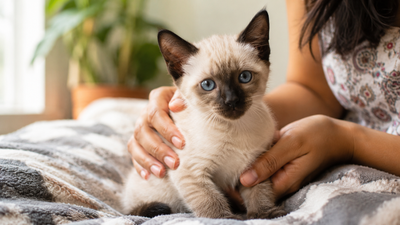 Siamese kitten being gently held indoors, representing early neurological care for gangliosidosis in cats