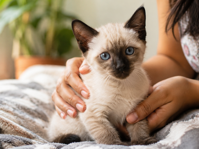 Gangliosidosis in Cats: A Rare Inherited Neurological Storage Disease