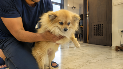 Small dog being carefully handled by owner after a suspected front-leg fracture — a fracture is a veterinary emergency requiring immediate care