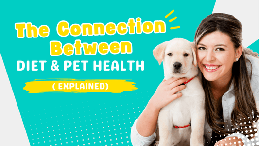 The Connection Between Diet and Pet Health: Explained|Potential Health Risks Associated with Preservatives|Dangers of Poor Nutrition and Unbalanced Diet and Pet Health