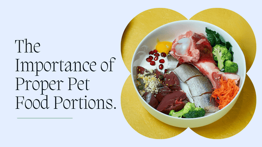 The Importance of Proper Pet Food Portions.