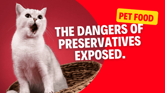 The Hidden Dangers of Preservatives in Pet Food Exposed