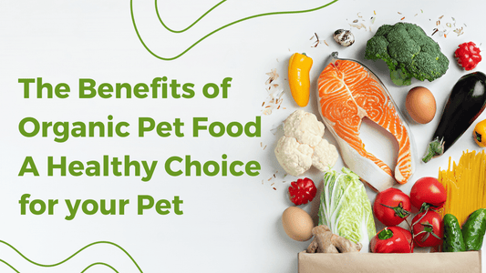 The Benefits of Organic Pet Food: A Healthy Choice for your Pet