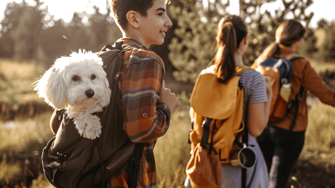 Traveling with Pets|Traveling with Pets