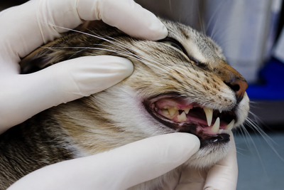 Tooth Resorption (FORL) in Cats: The Silent Dental Disease Every Cat Owner Must Know