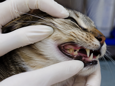 Tooth Resorption (FORL) in Cats: The Silent Dental Disease Every Cat Owner Must Know