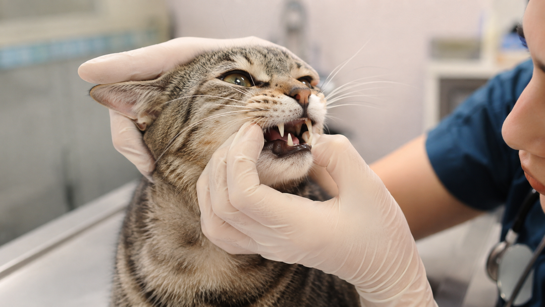 Veterinarian examining a cat's mouth for signs of ulcers, stomatitis, or gum disease