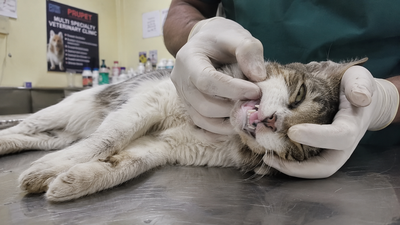 Veterinarian examining a cat's pale gums — a key warning sign of haemolytic anaemia caused by hemotropic mycoplasmosis