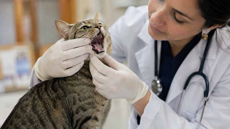 Veterinarian examining a cat's throat for signs of pharynx or swallowing problems