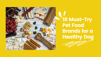 10 Must-Try Pet Food Brands for a Healthy Dog