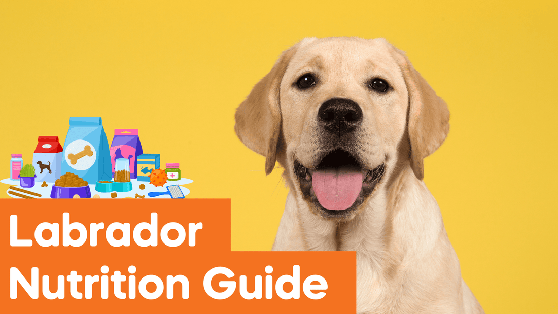 Labrador Nutrition Guide: Essential Diet Tips for Healthy Labs in India"|Establishing a Feeding Routine for Labrador Nutrition 