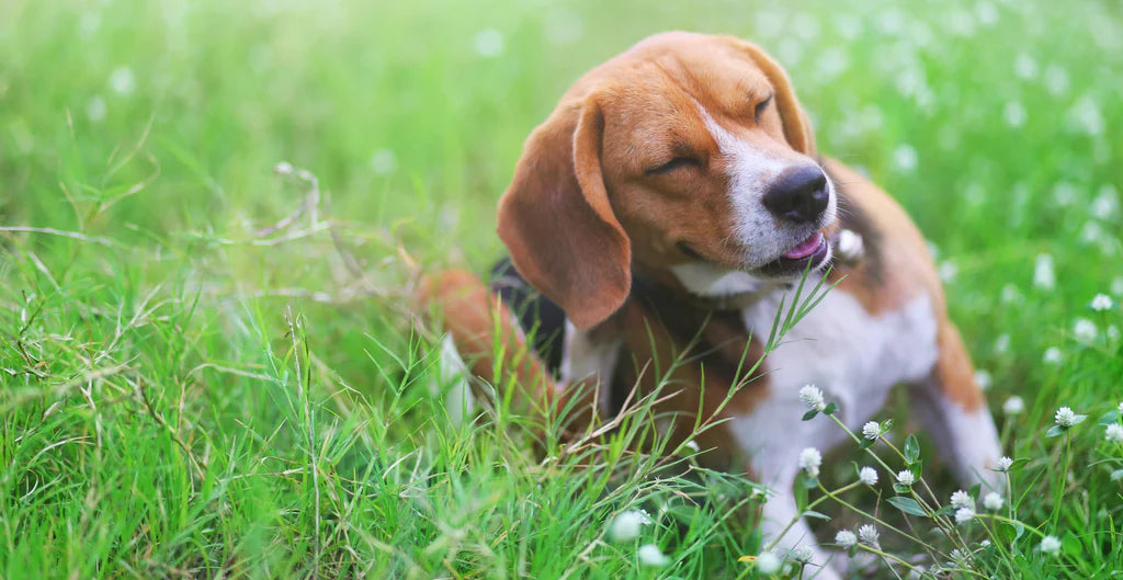 What to do When your Dog has Allergies?|Food allergies