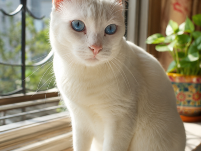 Deafness in Cats: Causes, Signs, and How to Live with a Deaf Cat.