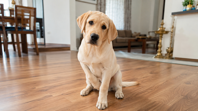Young Labrador Retriever puppy showing front-leg lameness, a common sign of elbow dysplasia in dogs 
