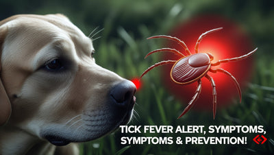 Tick Fever in Dogs: Symptoms, Treatment, and Prevention Tips